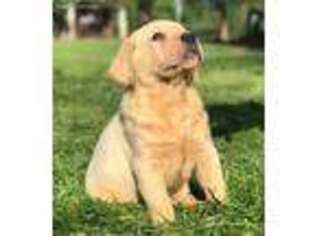 Labrador Retriever Puppy for sale in Lovelady, TX, USA