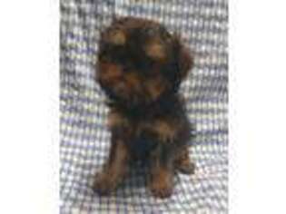 Brussels Griffon Puppy for sale in Princeton, KY, USA