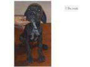 Mutt Puppy for sale in Taos, NM, USA