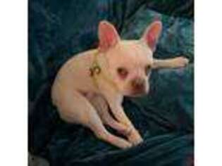 French Bulldog Puppy for sale in Pleasant Prairie, WI, USA