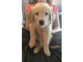 Golden Retriever Puppy for sale in Pendleton, OR, USA