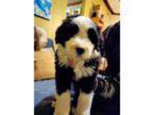 Bearded Collie Puppy for sale in Racine, WI, USA