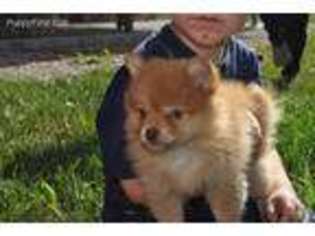 Pomeranian Puppy for sale in Atwood, IL, USA