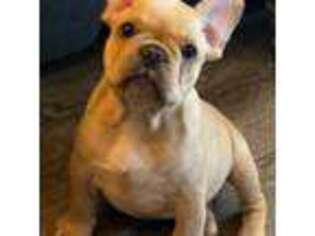 French Bulldog Puppy for sale in Bay City, MI, USA