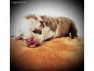 French Bulldog Puppy for sale in Center Ridge, AR, USA