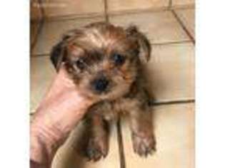 Yorkshire Terrier Puppy for sale in Buhl, ID, USA