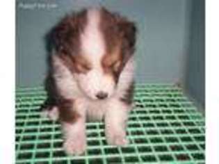 Shetland Sheepdog Puppy for sale in Coopersburg, PA, USA