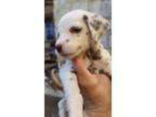 Dalmatian Puppy for sale in Canton, TX, USA