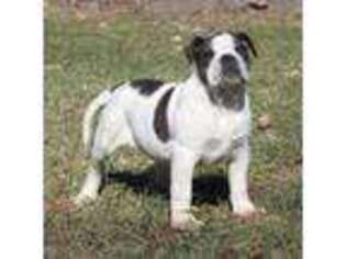 Alapaha Blue Blood Bulldog Puppy for sale in Huntsville, AR, USA