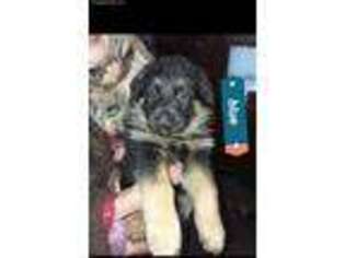 German Shepherd Dog Puppy for sale in Livermore Falls, ME, USA