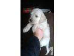 Labradoodle Puppy for sale in BASSETT, VA, USA