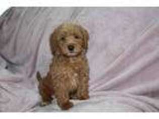 Labradoodle Puppy for sale in Ferndale, WA, USA