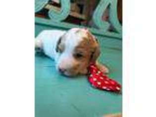 Mutt Puppy for sale in Postville, IA, USA