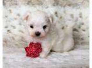 Maltese Puppy for sale in Lake Elsinore, CA, USA