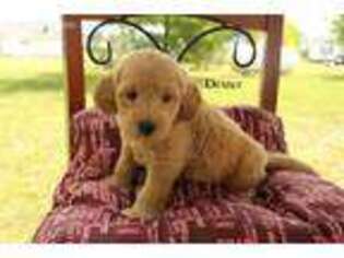 Goldendoodle Puppy for sale in Unionville Center, OH, USA