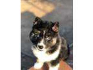 Siberian Husky Puppy for sale in Acton, CA, USA