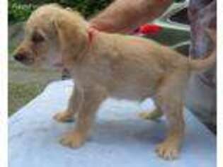 Labradoodle Puppy for sale in Stephentown, NY, USA
