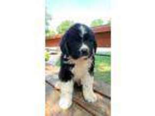Saint Bernard Puppy for sale in Gretna, NE, USA