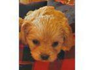 Cavapoo Puppy for sale in Moravian Falls, NC, USA