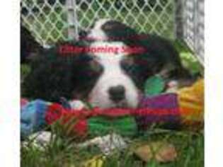 Bernese Mountain Dog Puppy for sale in Saco, ME, USA