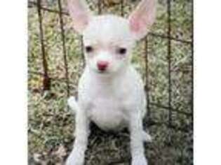 Chihuahua Puppy for sale in Sheboygan, WI, USA