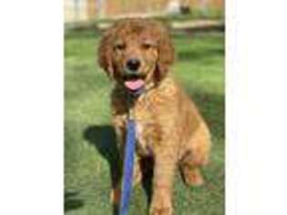 Goldendoodle Puppy for sale in Durham, NC, USA
