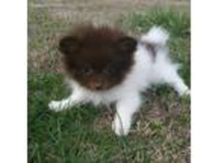 Pomeranian Puppy for sale in Central, SC, USA