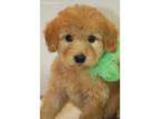 Goldendoodle Puppy for sale in Fletcher, OK, USA