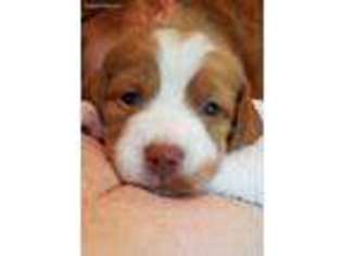 Brittany Puppy for sale in Renton, WA, USA