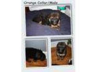 German Shepherd Dog Puppy for sale in Upper Darby, PA, USA