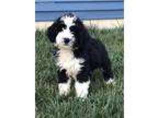 Mutt Puppy for sale in Milford, IN, USA