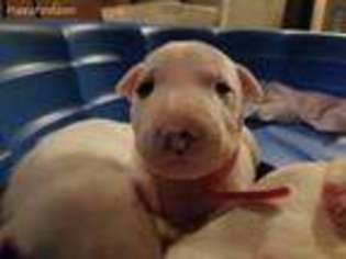 Bull Terrier Puppy for sale in Carrollton, TX, USA