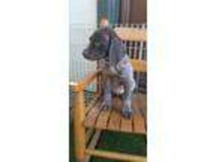 German Shorthaired Pointer Puppy for sale in Jackson, CA, USA