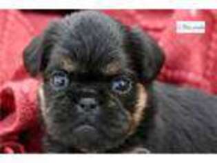 Brussels Griffon Puppy for sale in South Bend, IN, USA