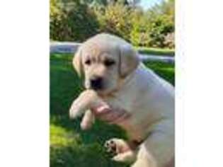 Labrador Retriever Puppy for sale in Bethel, PA, USA
