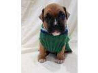 Boxer Puppy for sale in Deer Trail, CO, USA