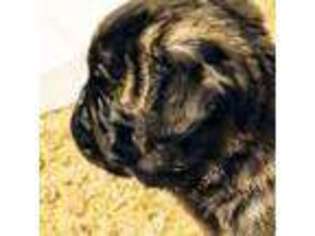 Pug Puppy for sale in Vancouver, WA, USA