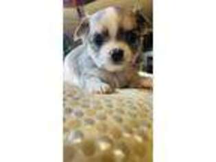 Chihuahua Puppy for sale in Charleston, WV, USA