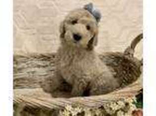 Goldendoodle Puppy for sale in Murphy, NC, USA