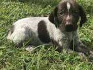 German Shorthaired Pointer Puppy for sale in Seneca, SC, USA