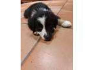 Australian Shepherd Puppy for sale in Portland, OR, USA