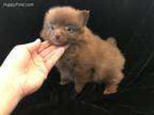 Pomeranian Puppy for sale in Whittier, CA, USA