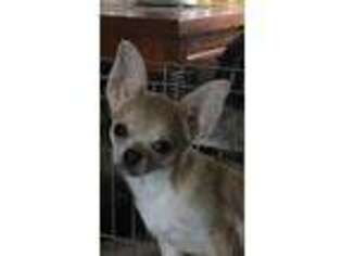 Chihuahua Puppy for sale in Rutledge, TN, USA