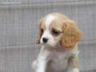 Cavalier King Charles Spaniel Puppy for sale in Stevens, PA, USA