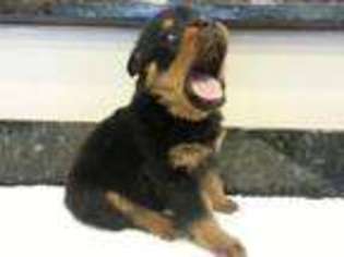 Rottweiler Puppy for sale in AUBURN, WA, USA