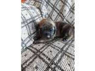 Mastiff Puppy for sale in Ionia, IA, USA