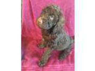 Labradoodle Puppy for sale in Deckerville, MI, USA