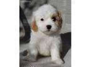 Cavalier King Charles Spaniel Puppy for sale in Orinda, CA, USA