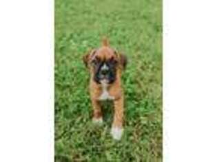 Boxer Puppy for sale in Roach, MO, USA