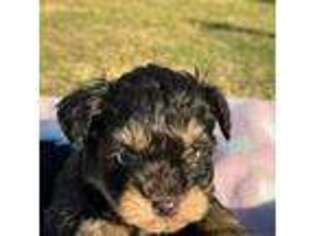 Mutt Puppy for sale in Groesbeck, TX, USA
